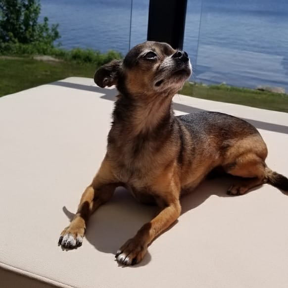 Canine HTMA